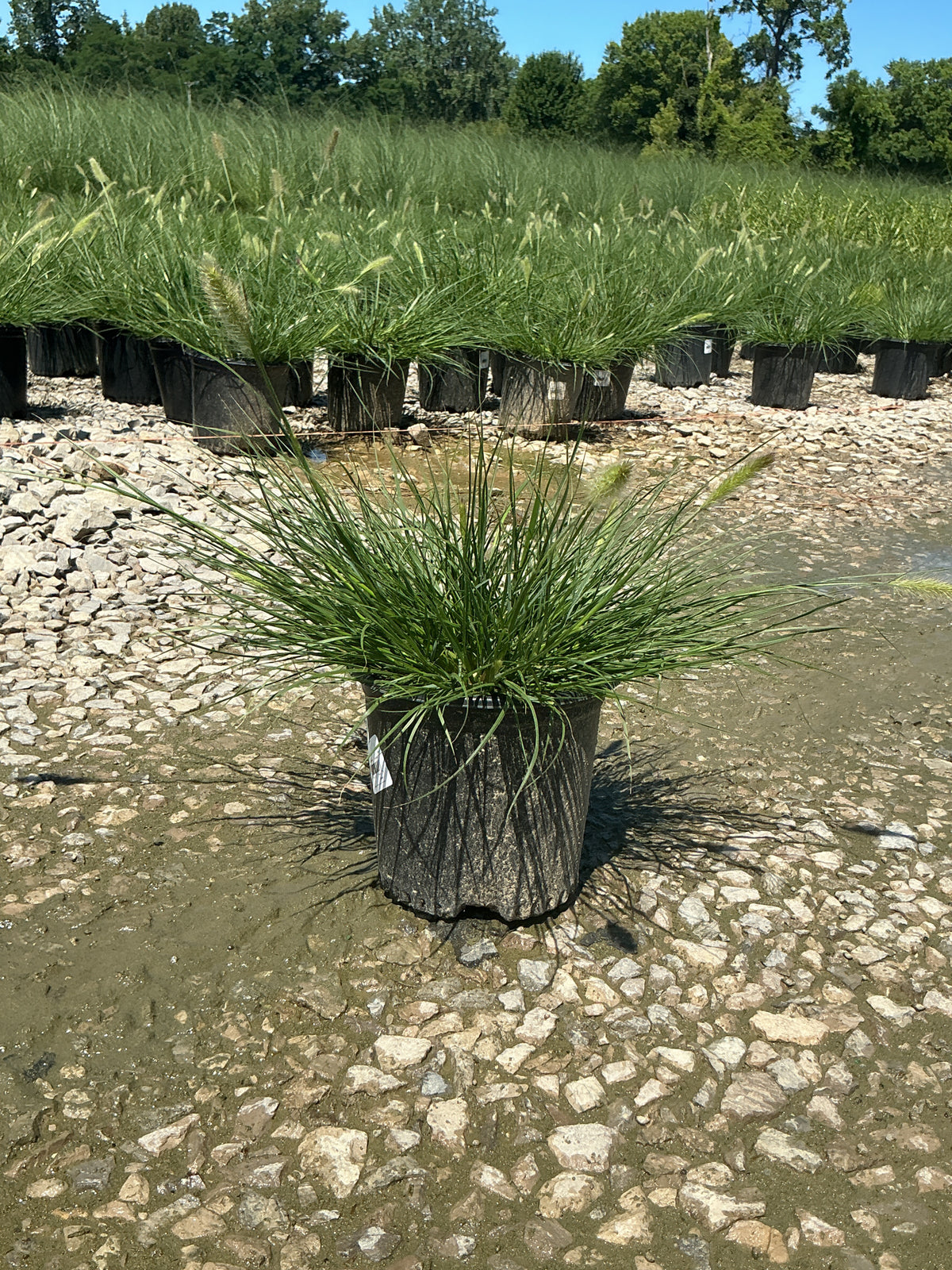 Pennisetum alopecuroides 'Hameln'