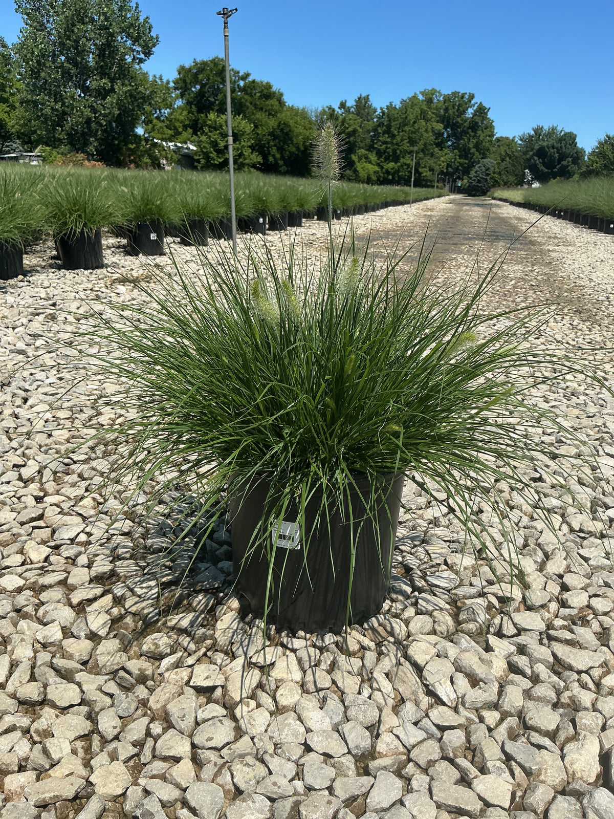 Pennisetum alopecuroides 'Hameln'