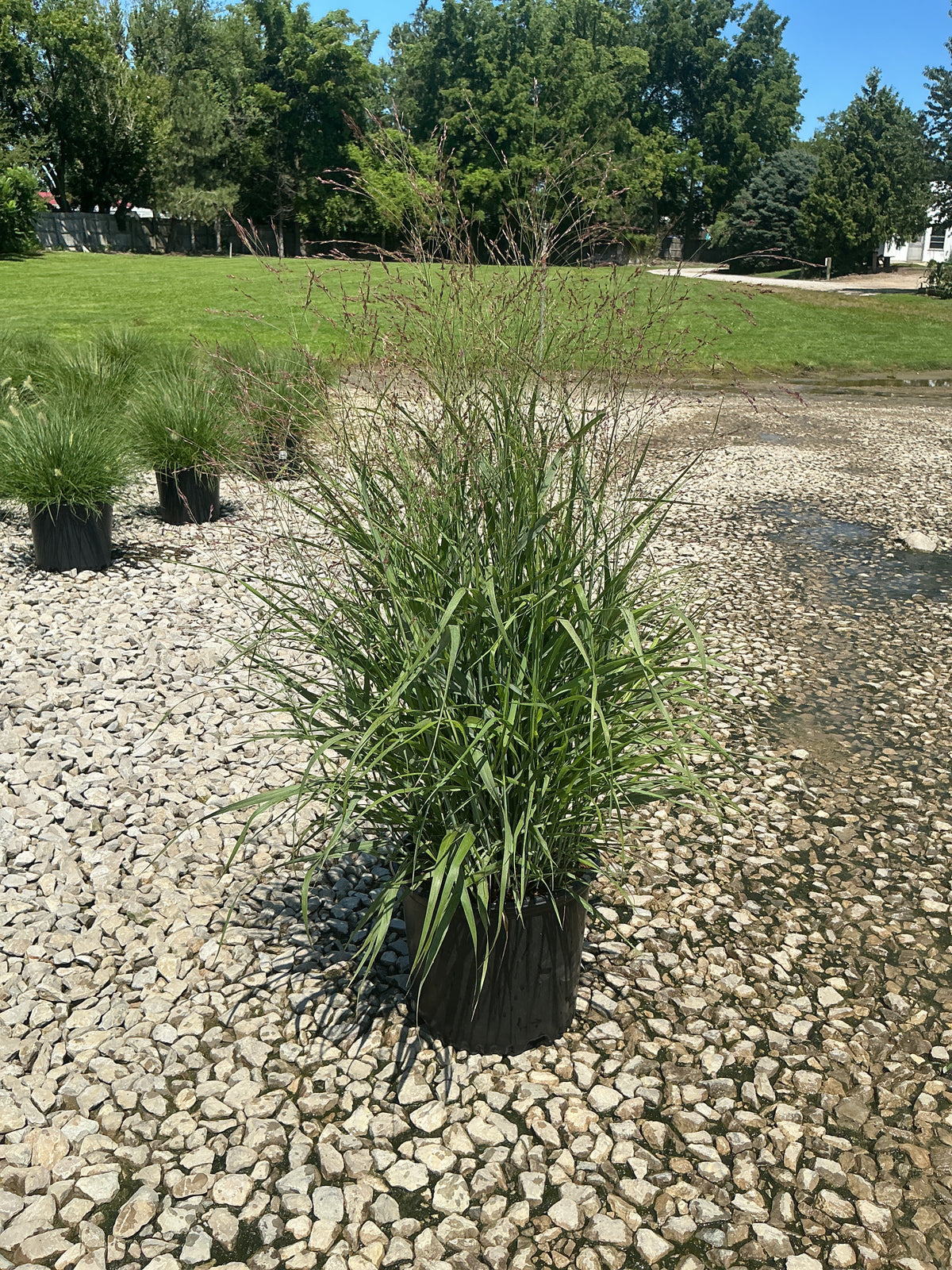 Panicum virgatum 'Shenandoah'