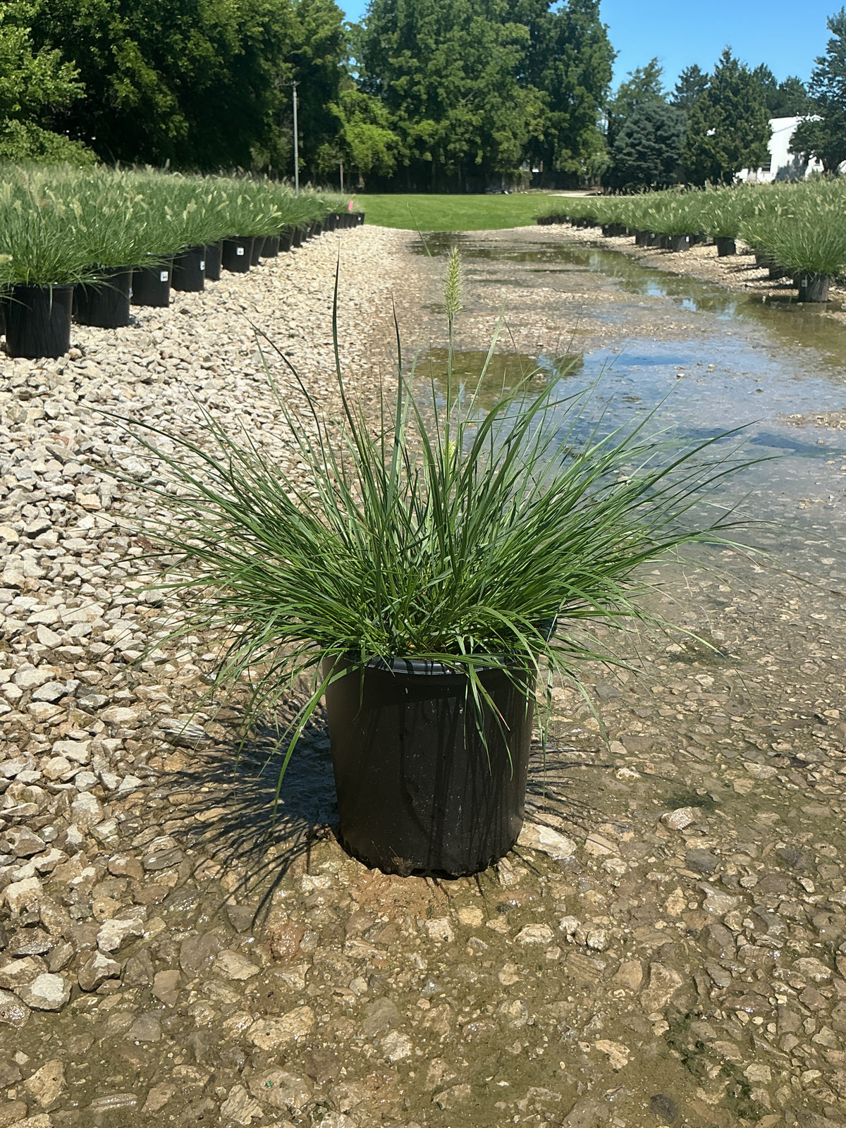 Pennisetum alopecuroides 'Hameln'