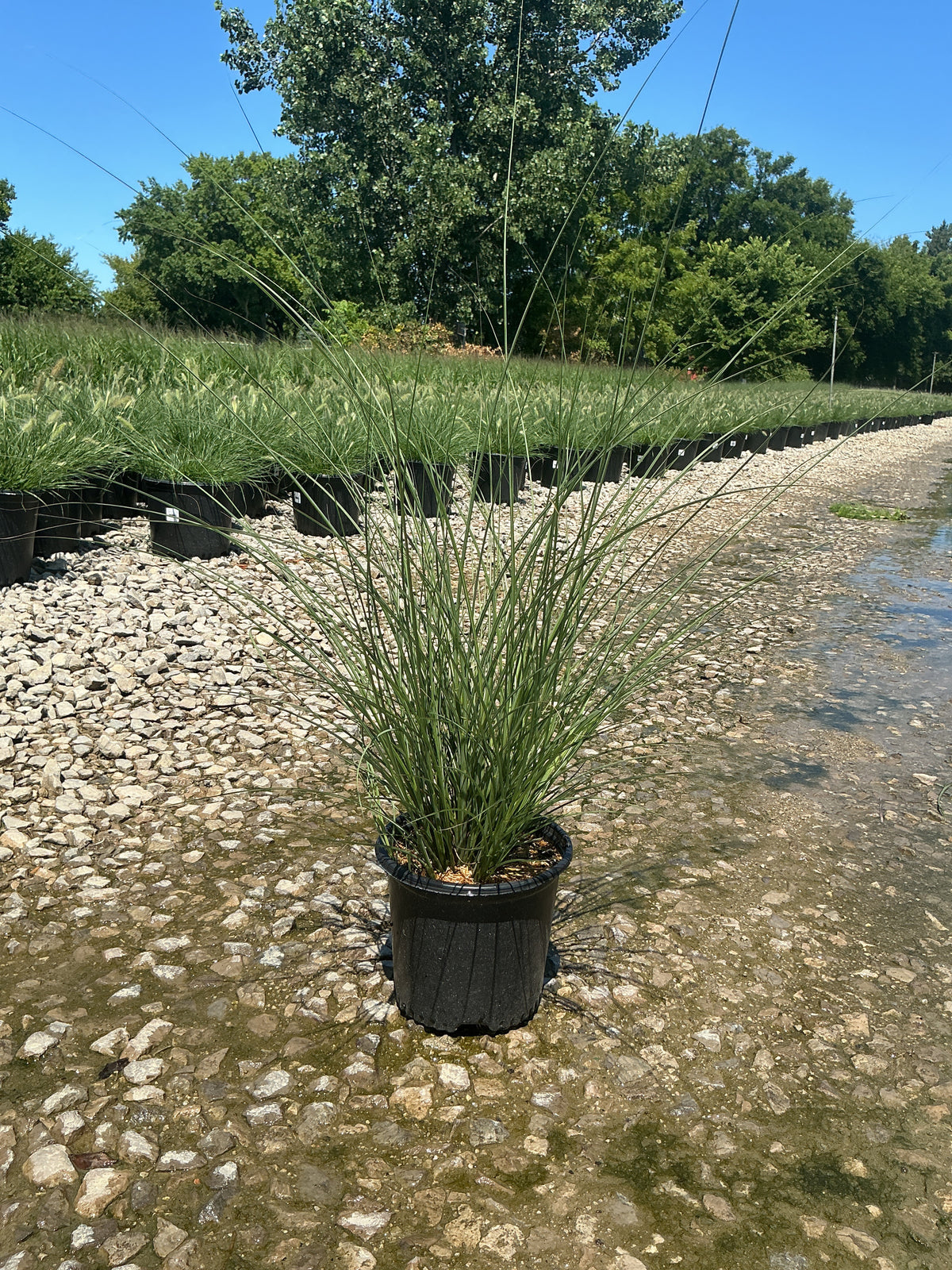 Miscanthus sinensis 'Gracillimus'