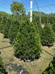 Buxus x 'Cranberry Creek'