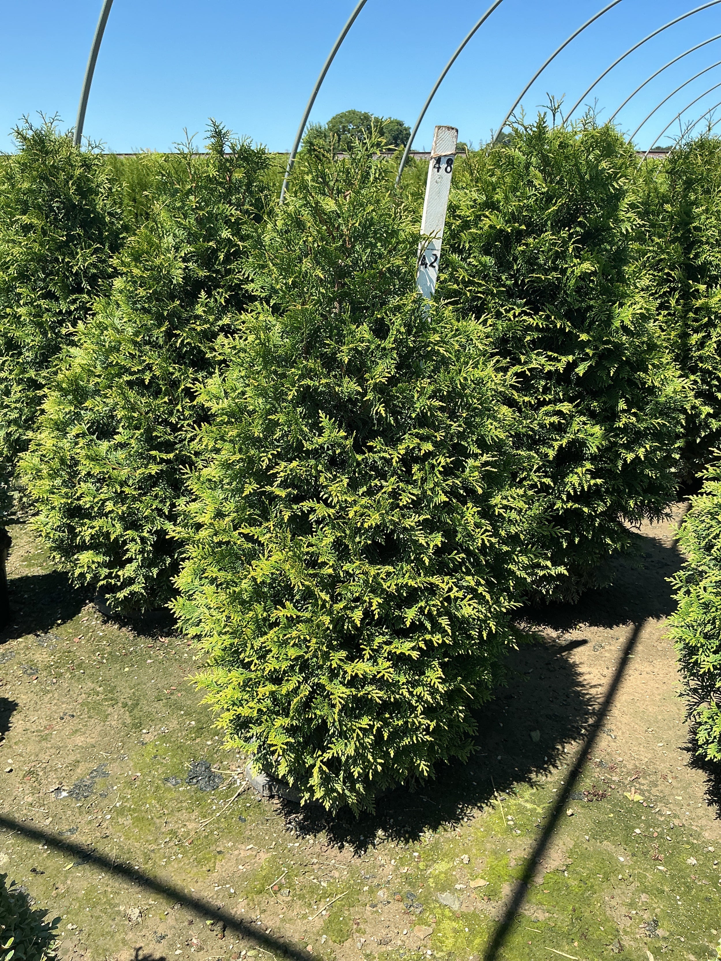 Thuja plicata 'Northern Spire'