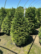 Thuja plicata 'Northern Spire'