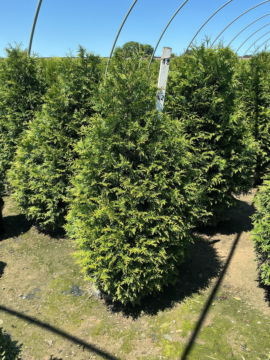 Thuja plicata 'Northern Spire'