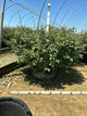 Euonymus alatus 'Compactus'