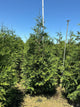 Thuja plicata 'Green Giant'