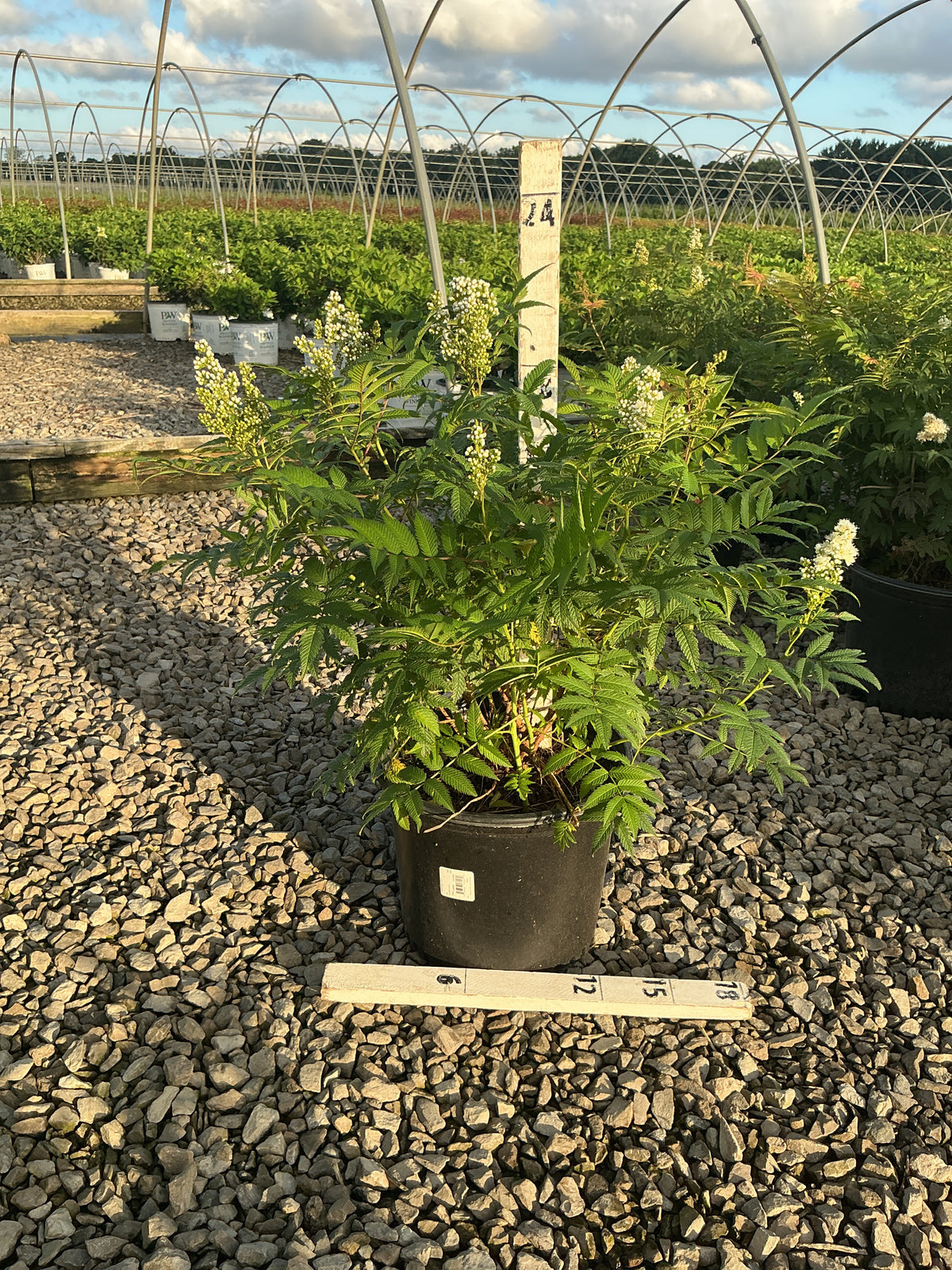 Sorbaria sorbifolia 'Sem'