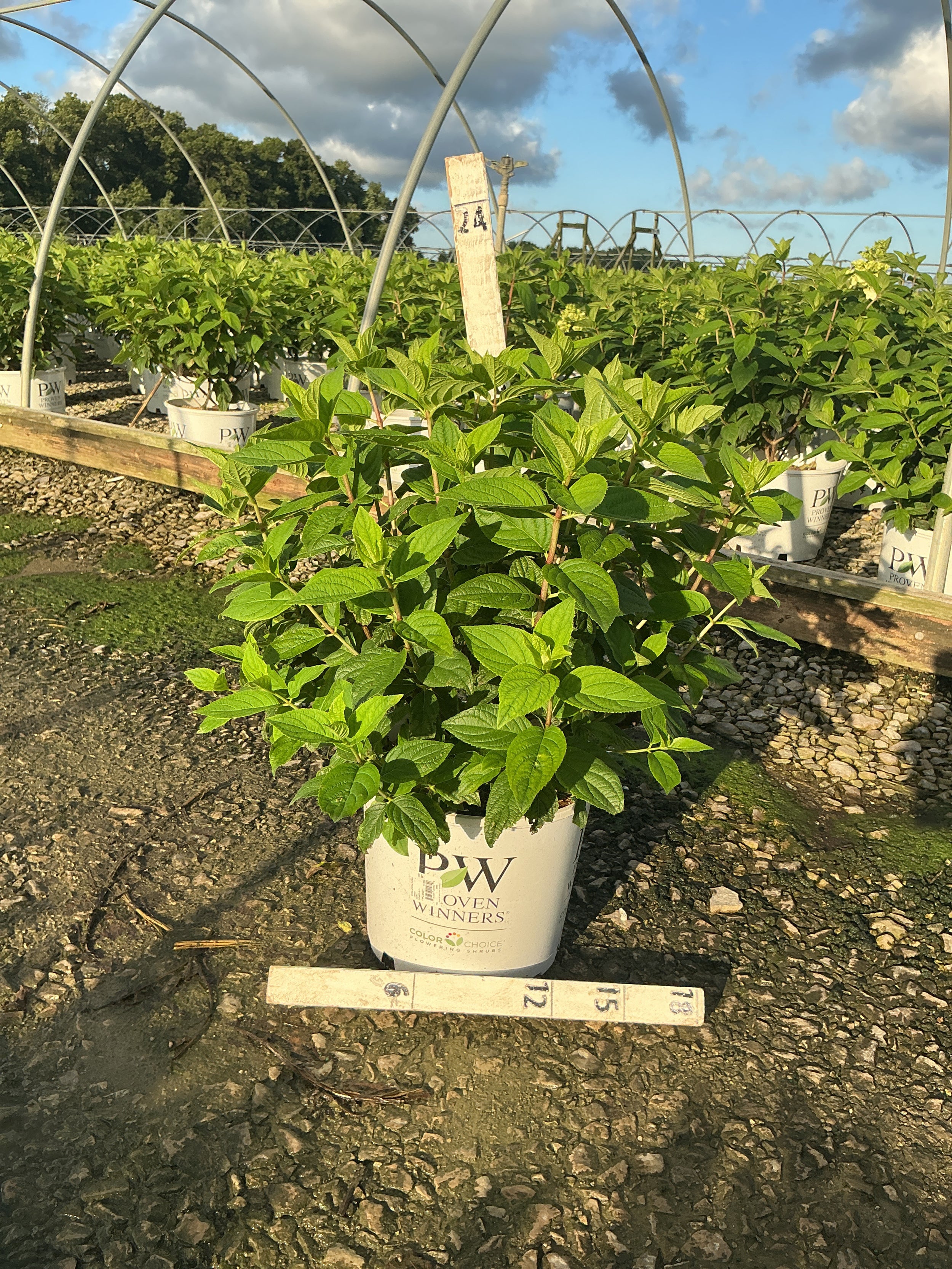 Hydrangea 'P Fire Light'