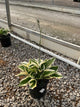 Hosta patriot 'Patriot'