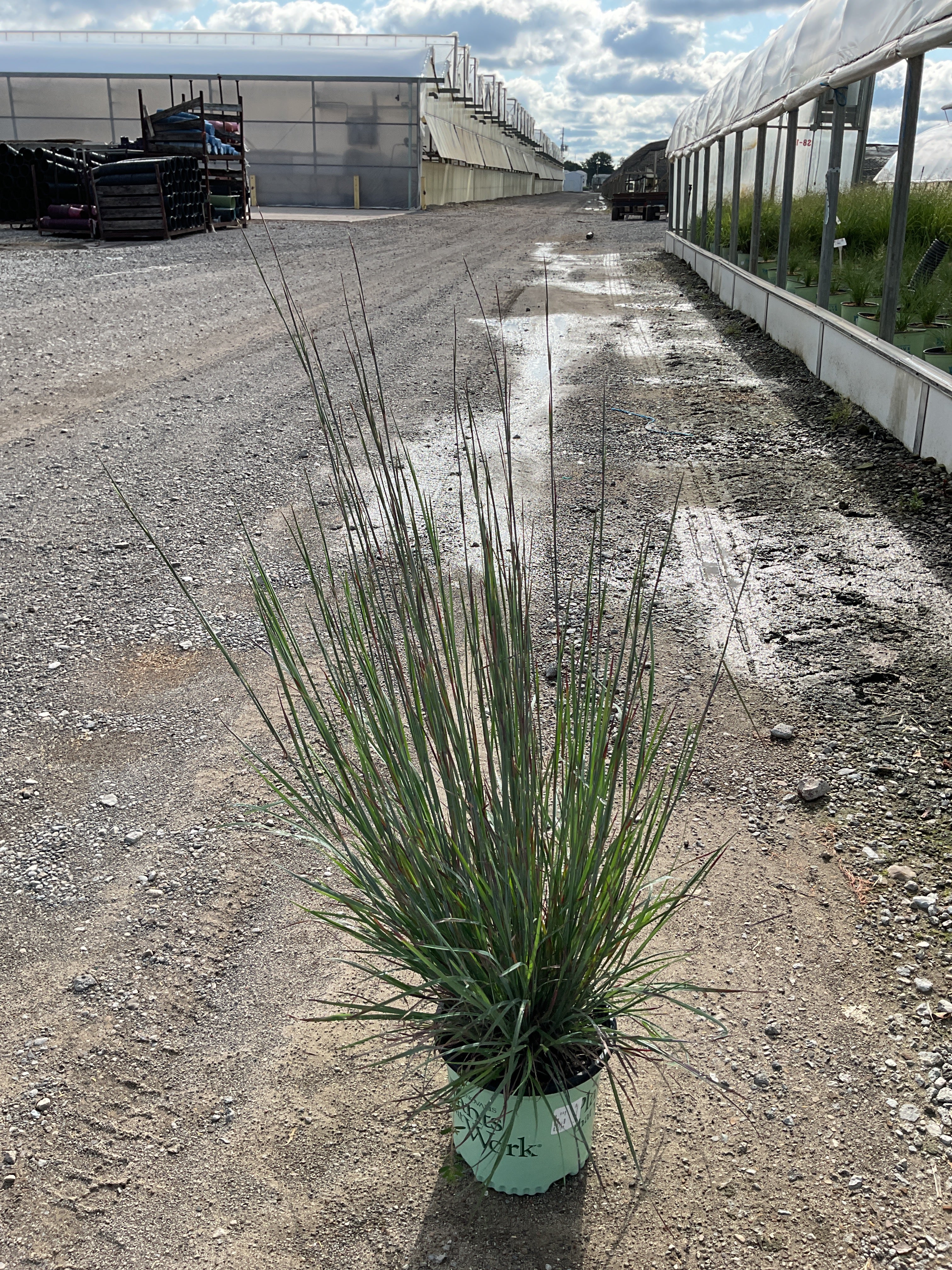 Schizachyrium scoparium 'Cinnamon Sticks' PPAF