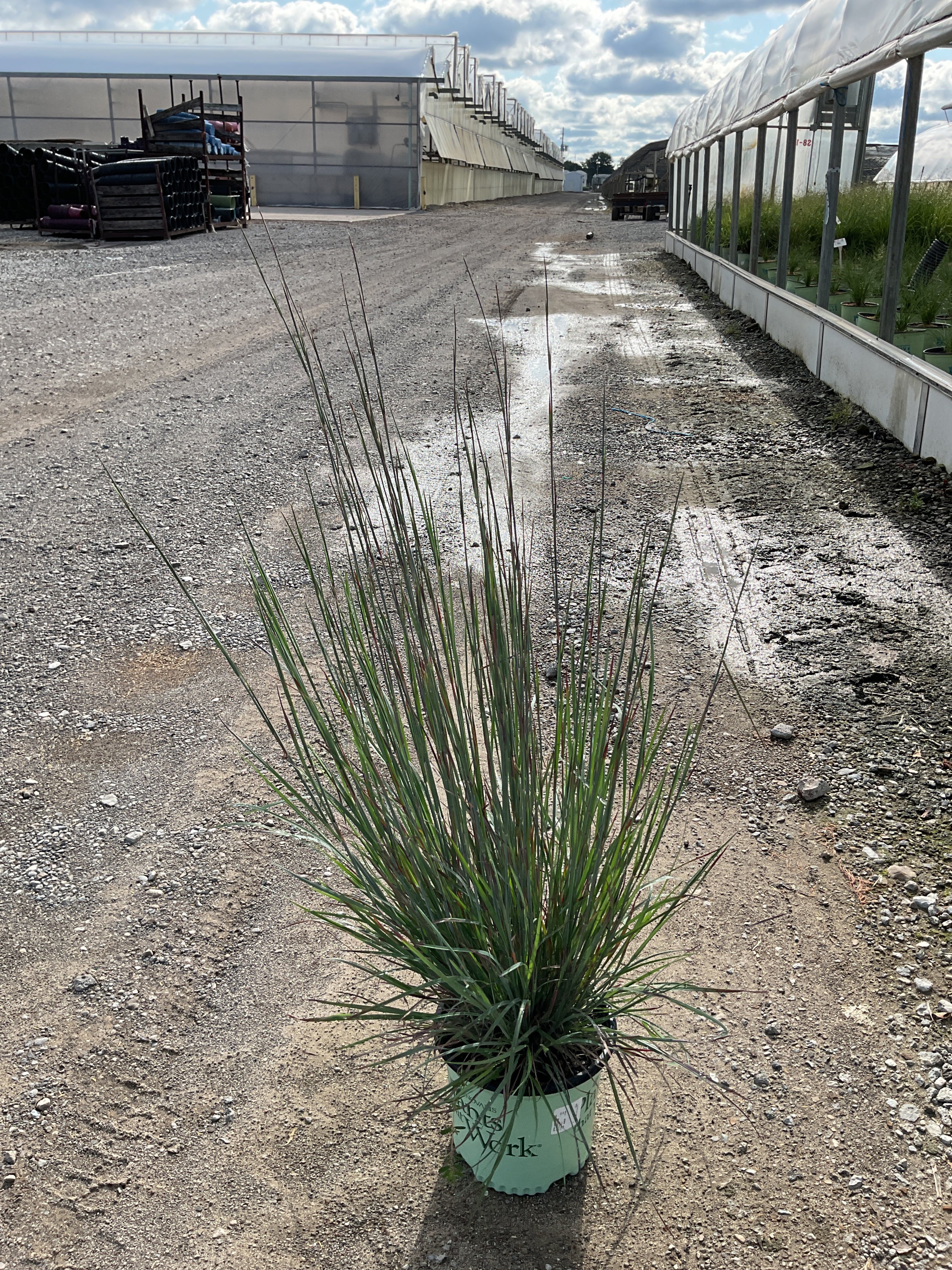 Schizachyrium scoparium 'Cinnamon Sticks' PPAF
