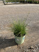 Sporobolus heterolepis 'Spor. Heterolepis'