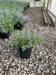 Nepeta faassenii 'Novanepjun'