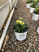Leucanthemum S 'Banana Cream 2'