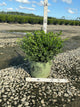 Buxus newgen 'Liberty Belle'