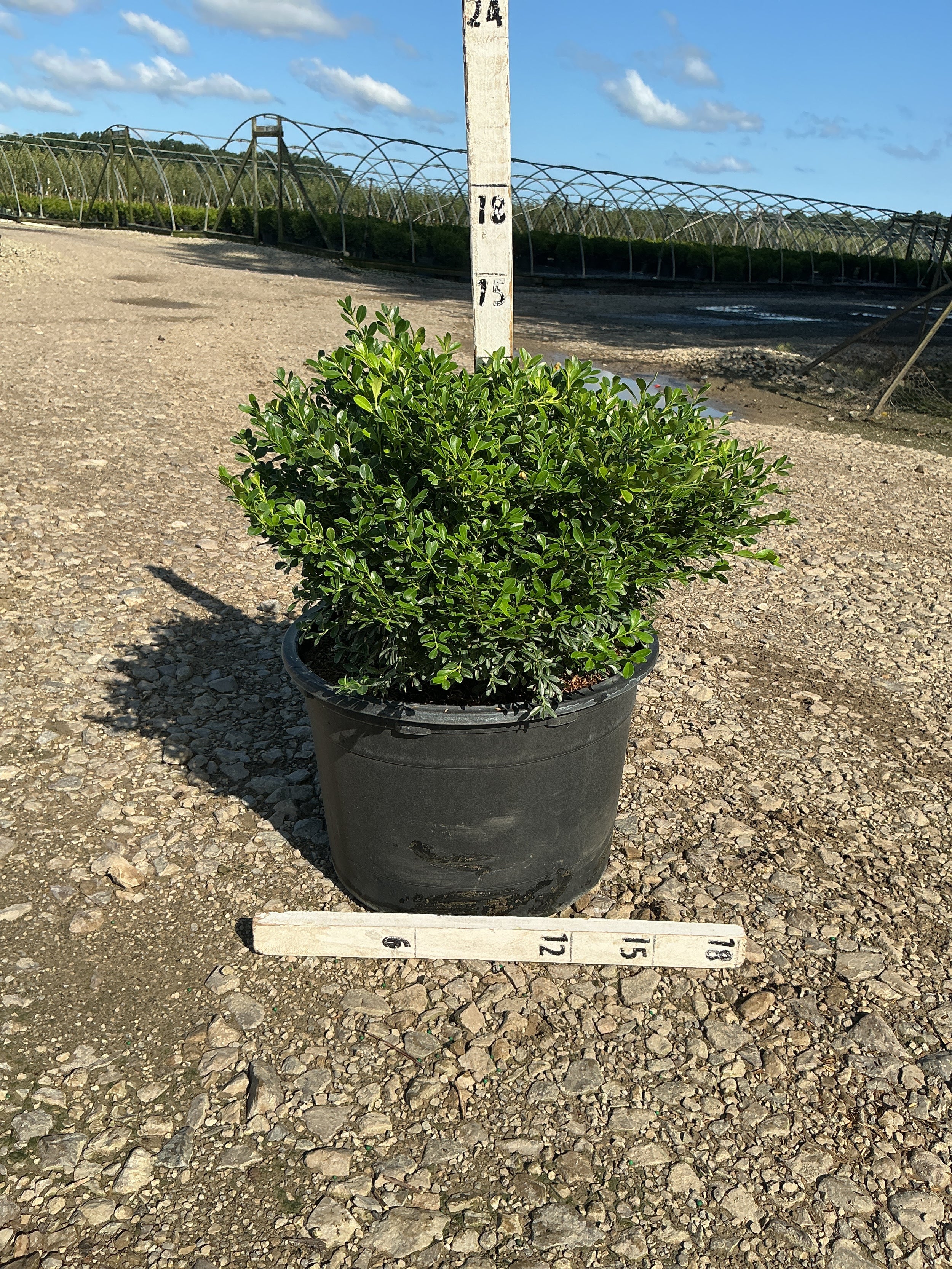 Buxus newgen 'Liberty Belle'