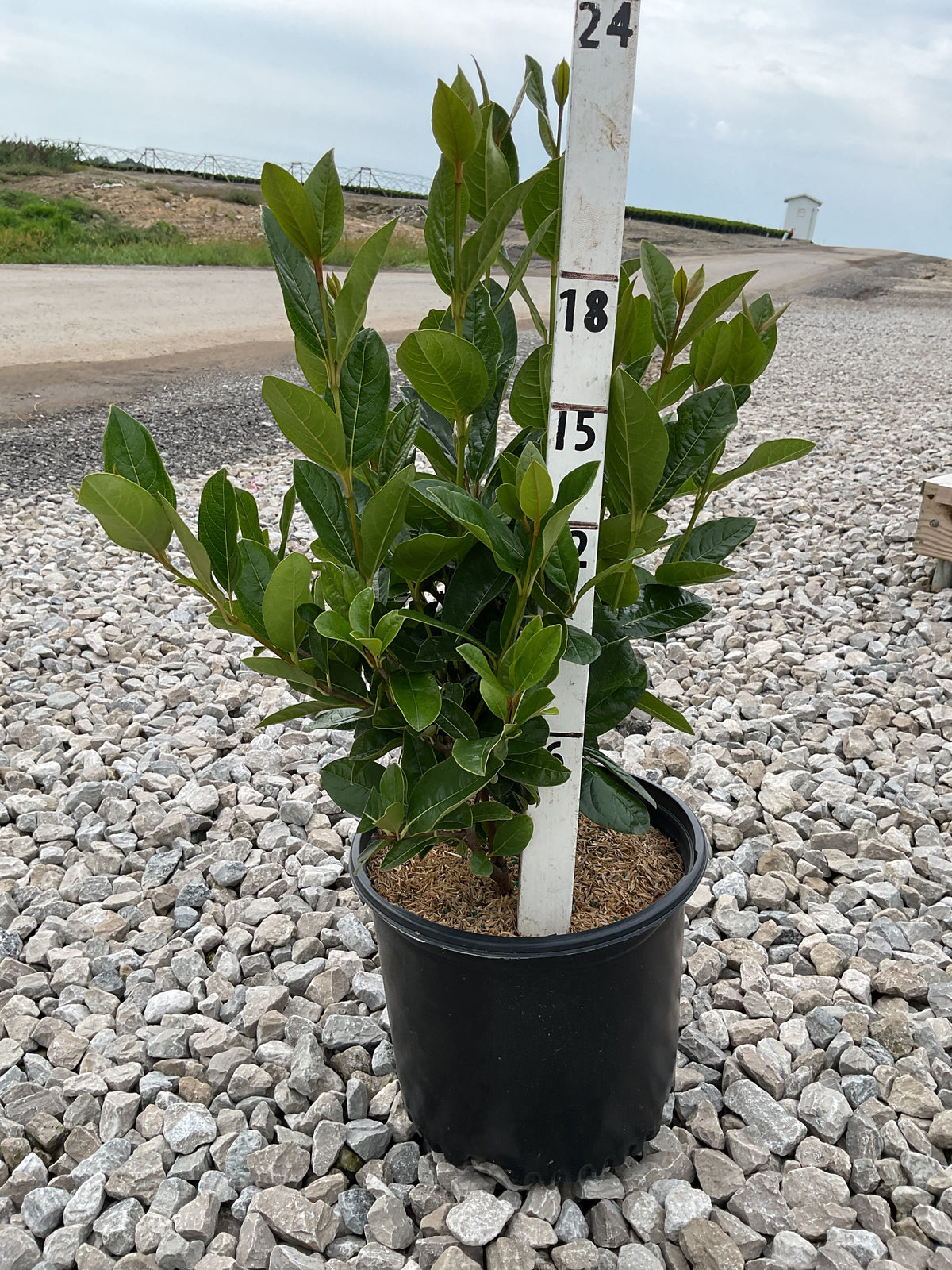 Viburnum nudum 'Winterthur'