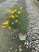Coreopsis verticillata