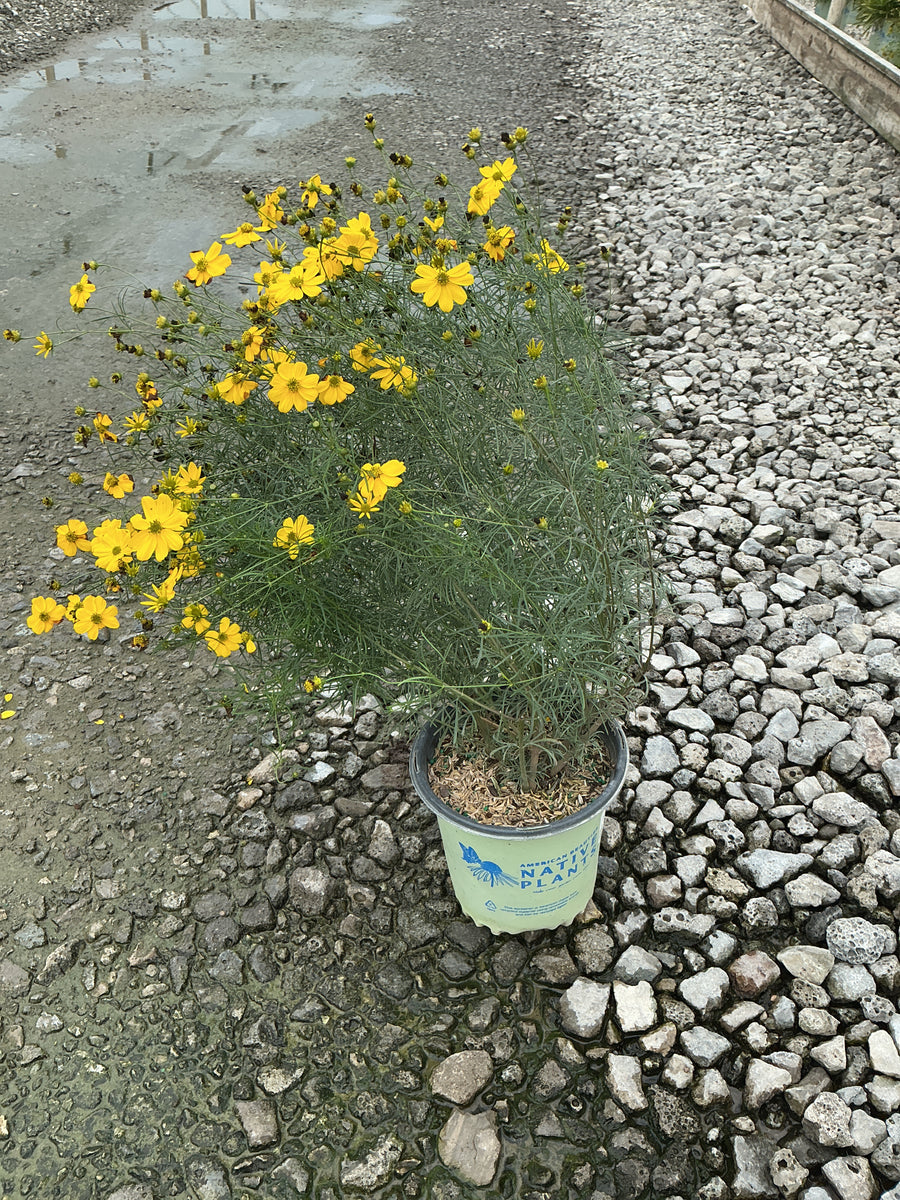 Coreopsis verticillata