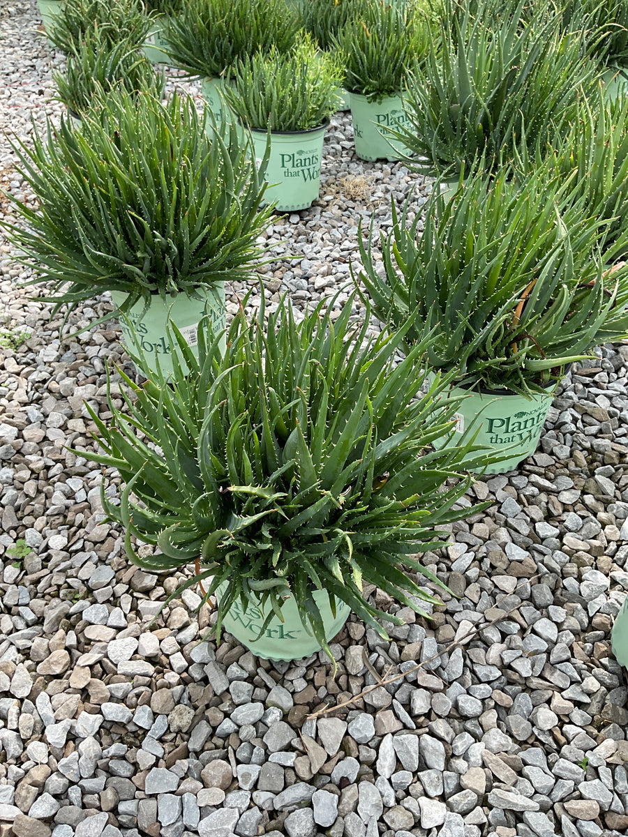 Aloe humilis 'Hedgehog'