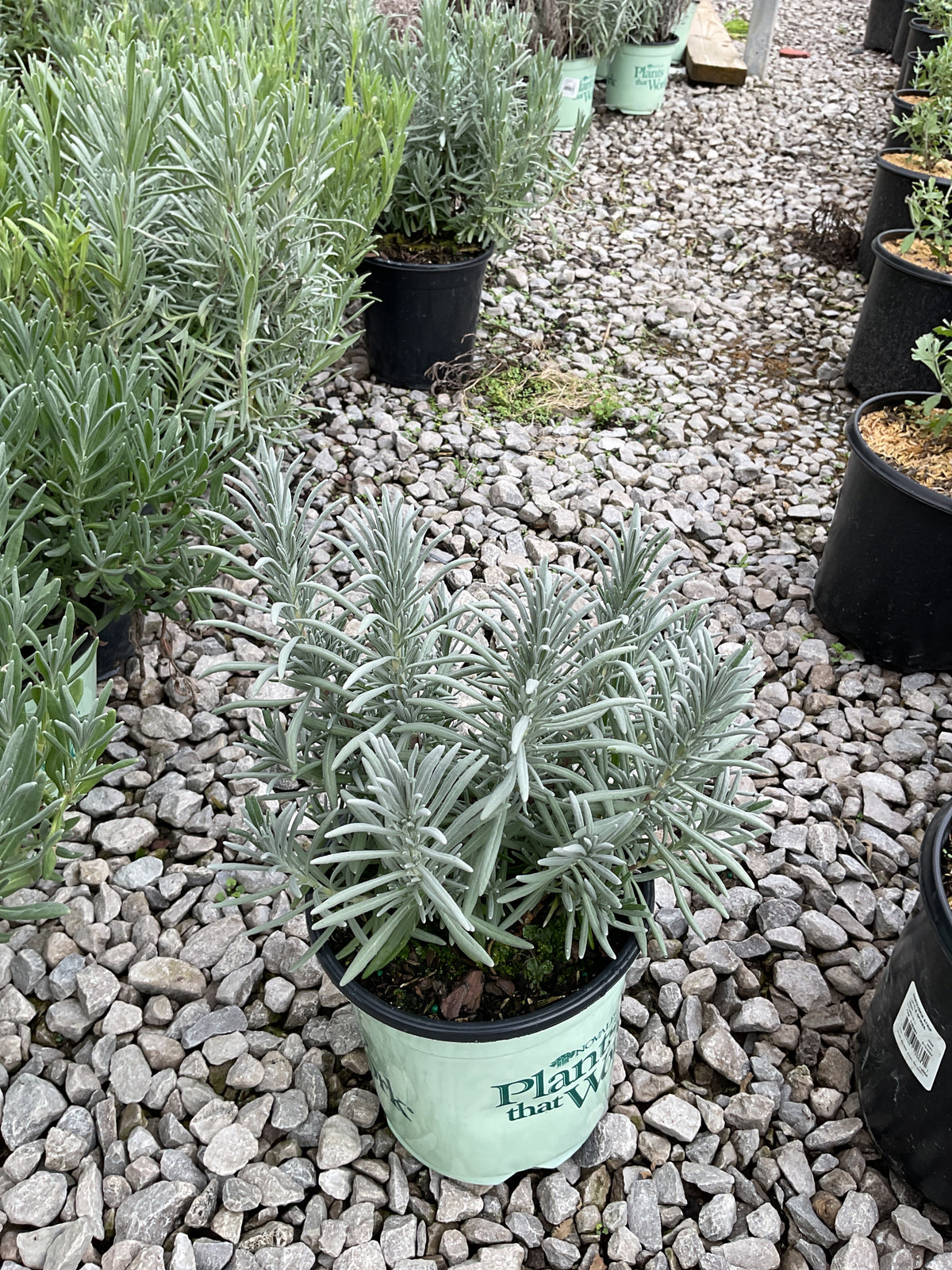 Lavandula x i. 'Sensational'