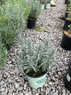 Lavandula x i. 'Sensational'