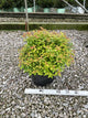 Spiraea japonica 'Magic Carpet'