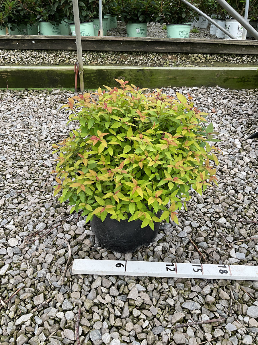 Spiraea japonica 'Magic Carpet'