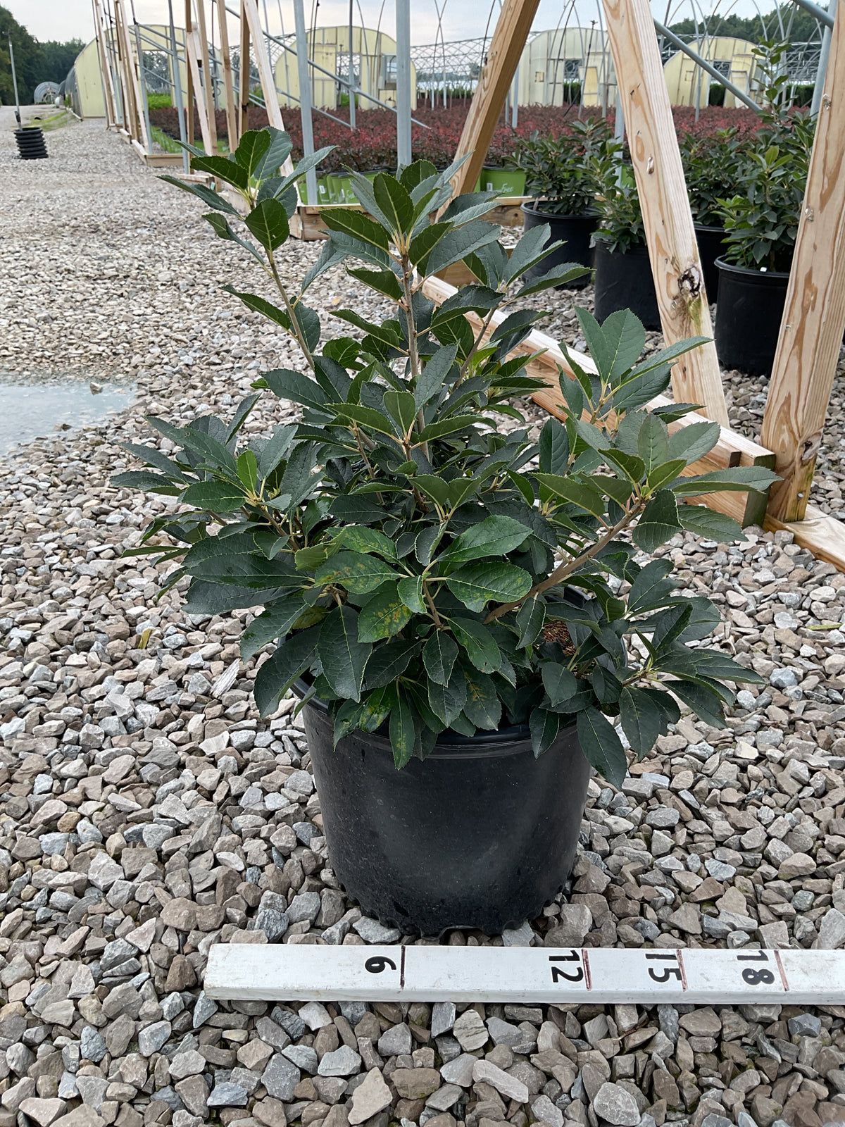 Ilex verticillata 'Red Sprite'