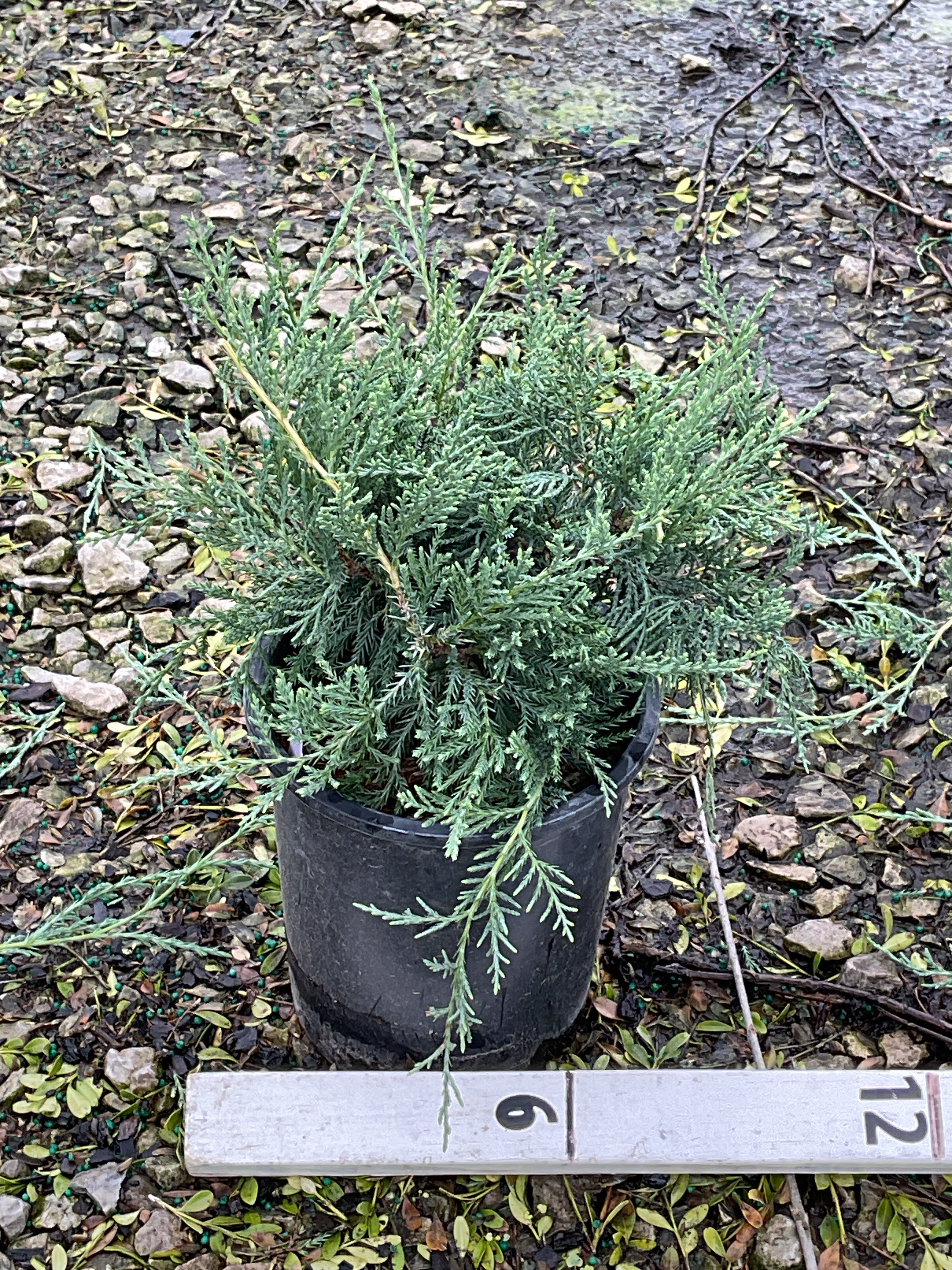 Juniperus virginiana 'Grey Owl'