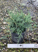 Juniperus virginiana 'Grey Owl'