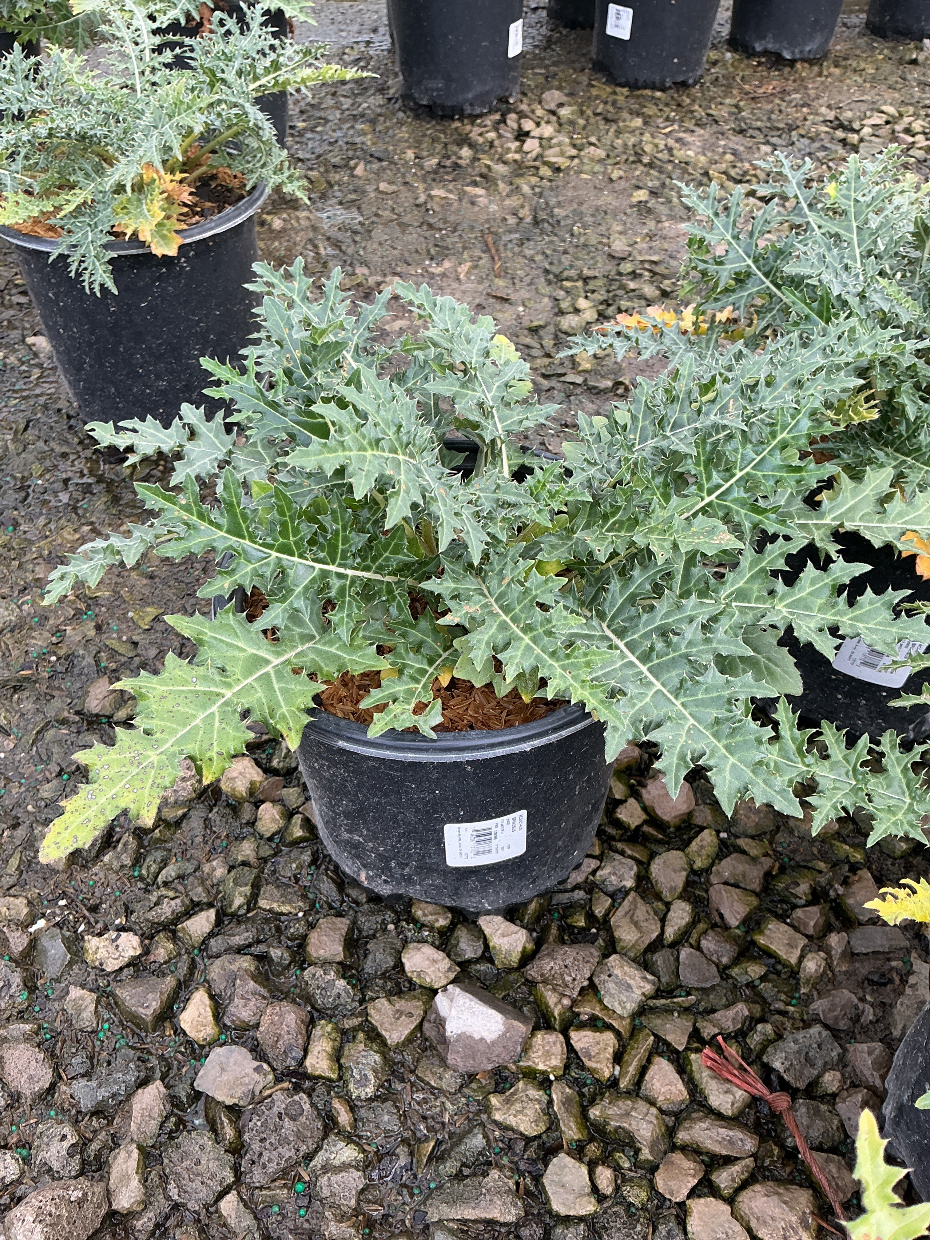 Acanthus spinosus