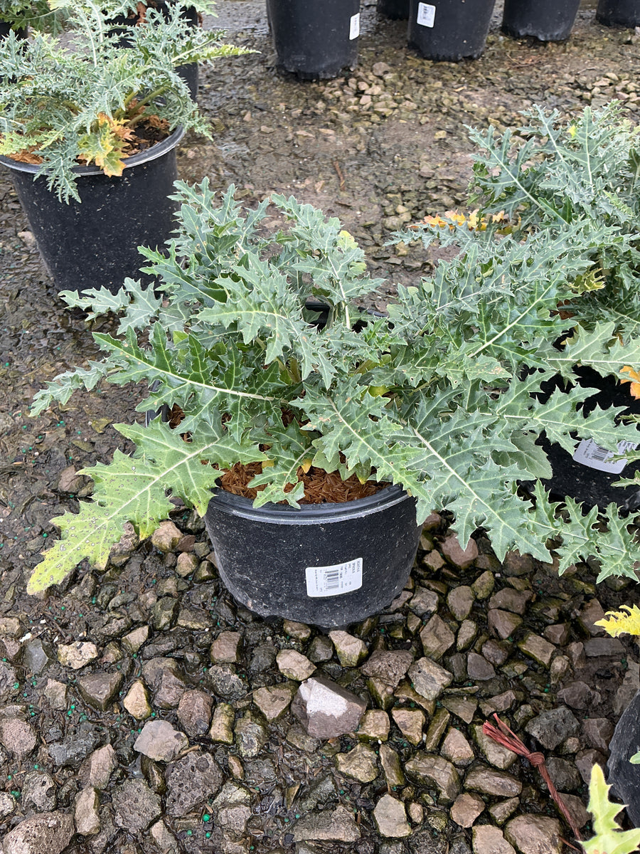 Acanthus spinosus