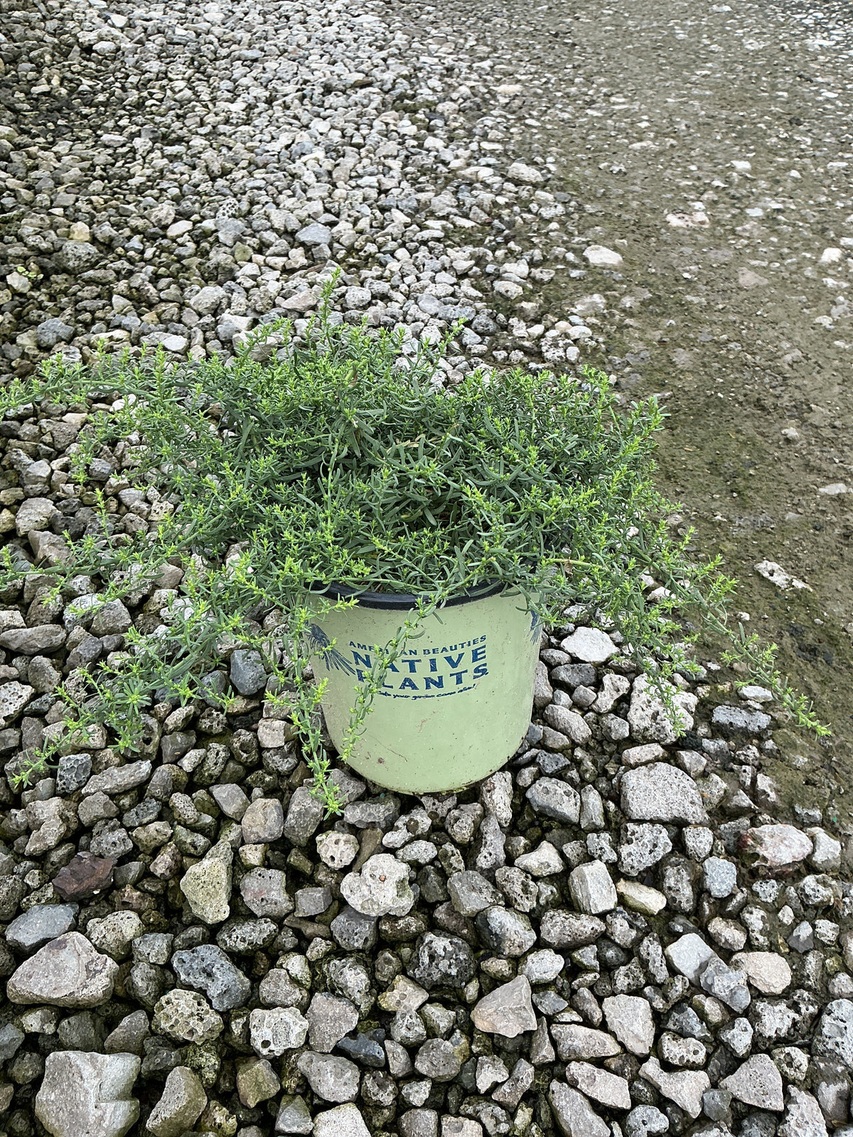 Aster ericoides 'Snow Flurry'
