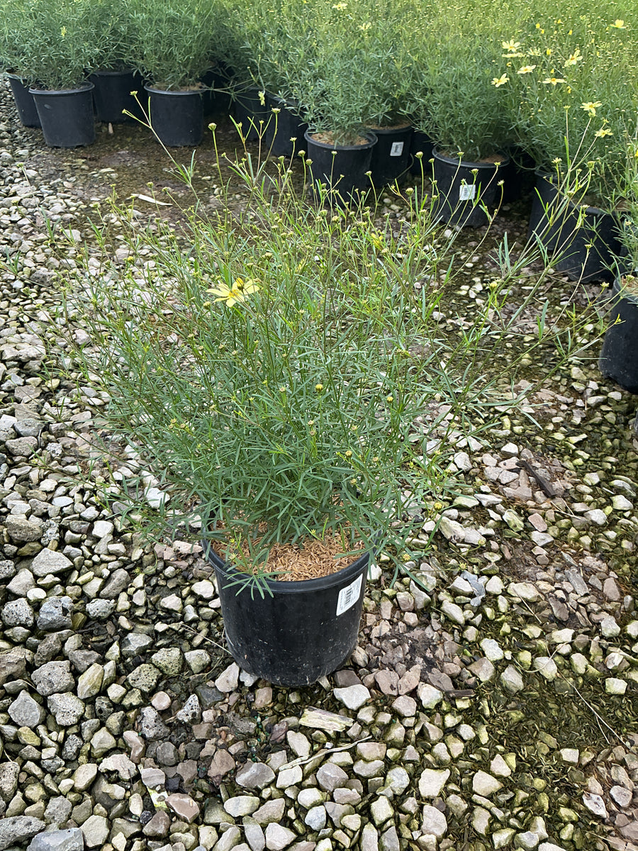 Coreopsis verticillata 'Moonbeam'
