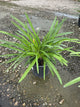 AGAPANTHUS AFRICANS BLUE