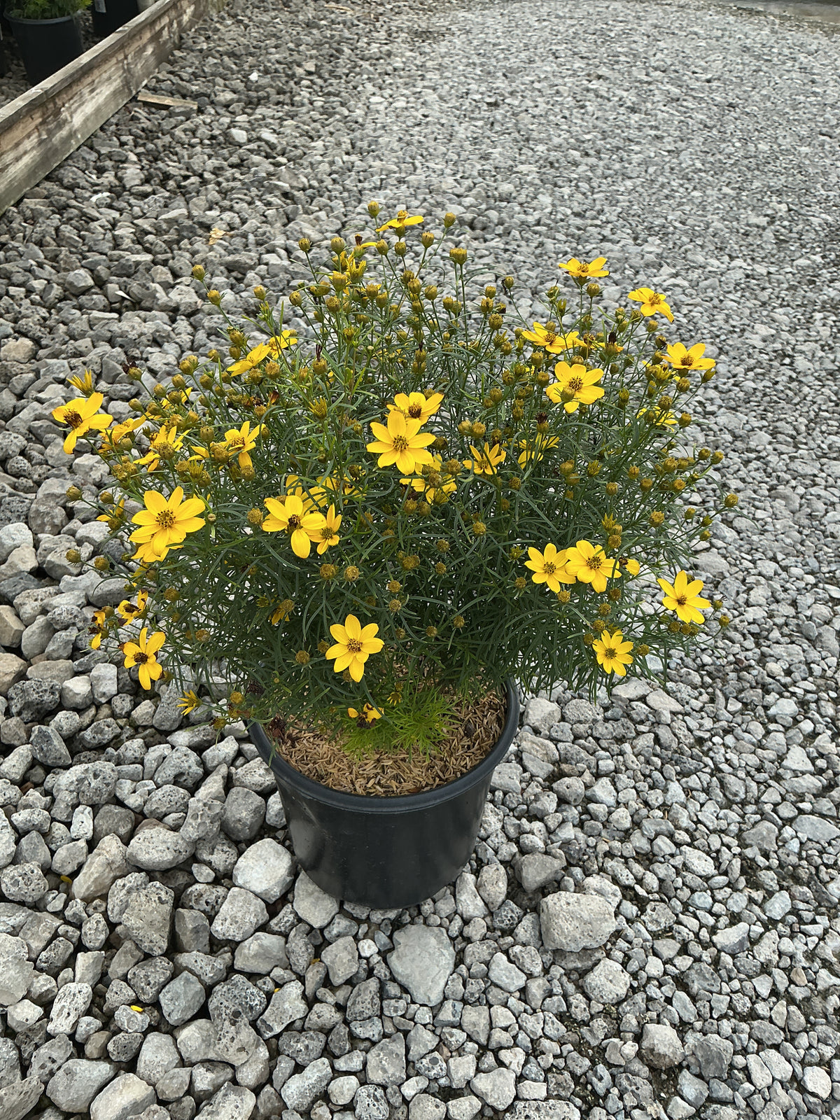 Coreopsis verticillata 'Zagreb'