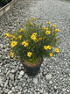 Coreopsis verticillata 'Zagreb'