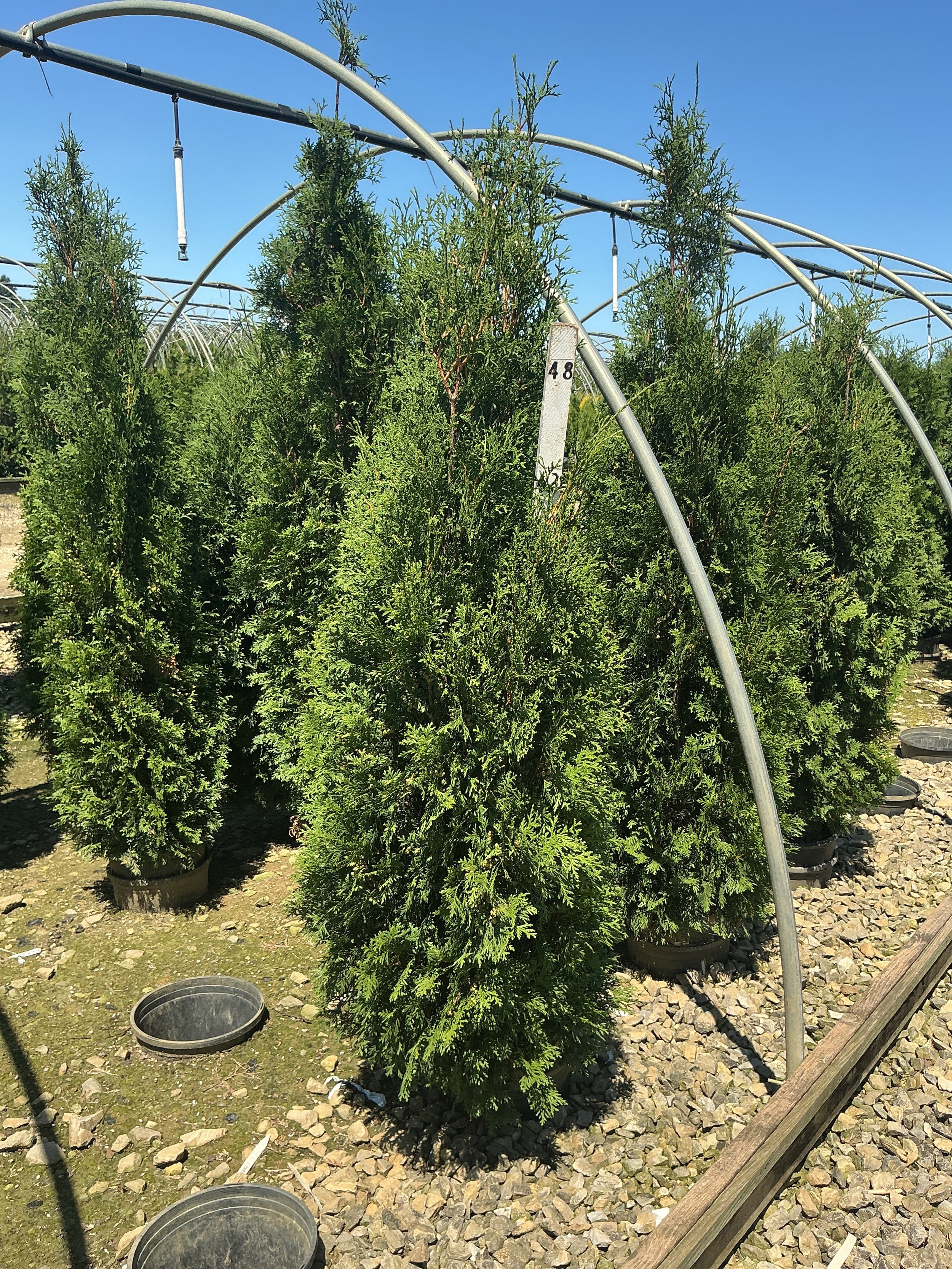 Thuja occidentalis 'Thin Man'