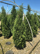 Thuja occidentalis 'Thin Man'