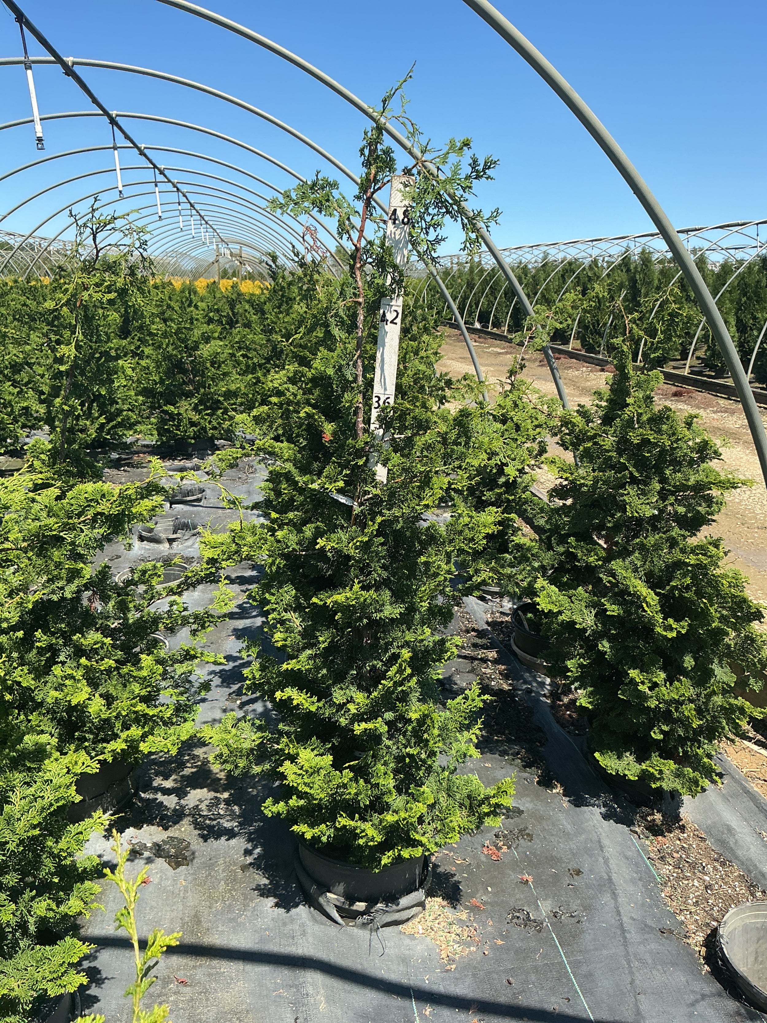 Chamaecyparis obtusa 'Wells'