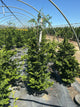 Chamaecyparis obtusa 'Wells'