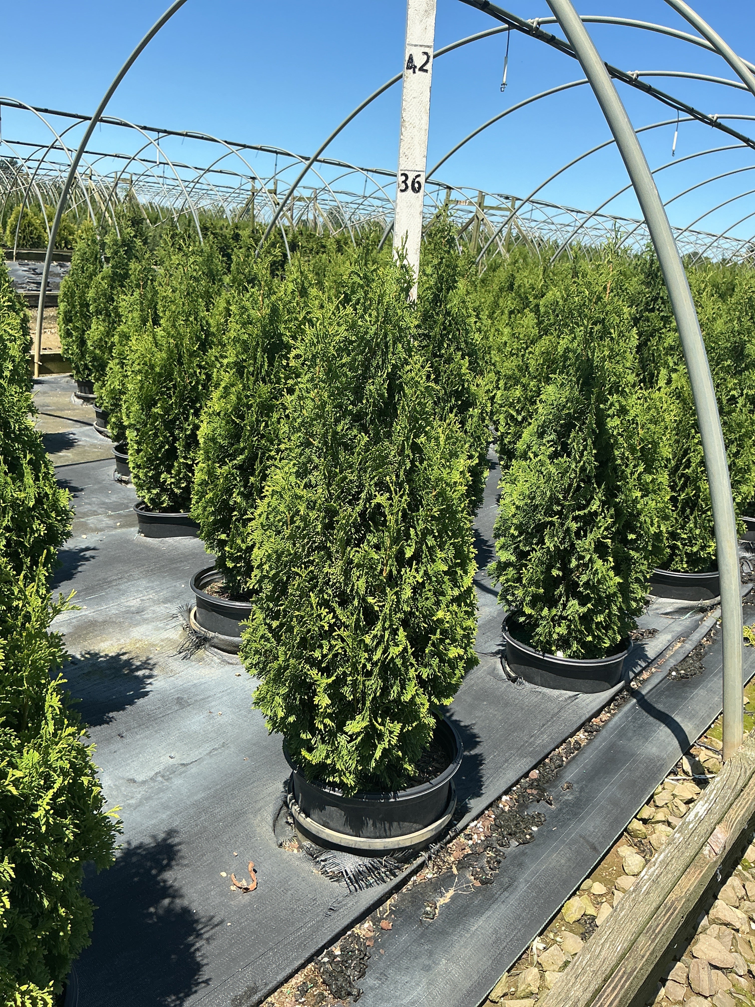 Thuja occidentalis 'Degroots Spire'