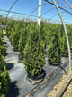 Thuja occidentalis 'Degroots Spire'