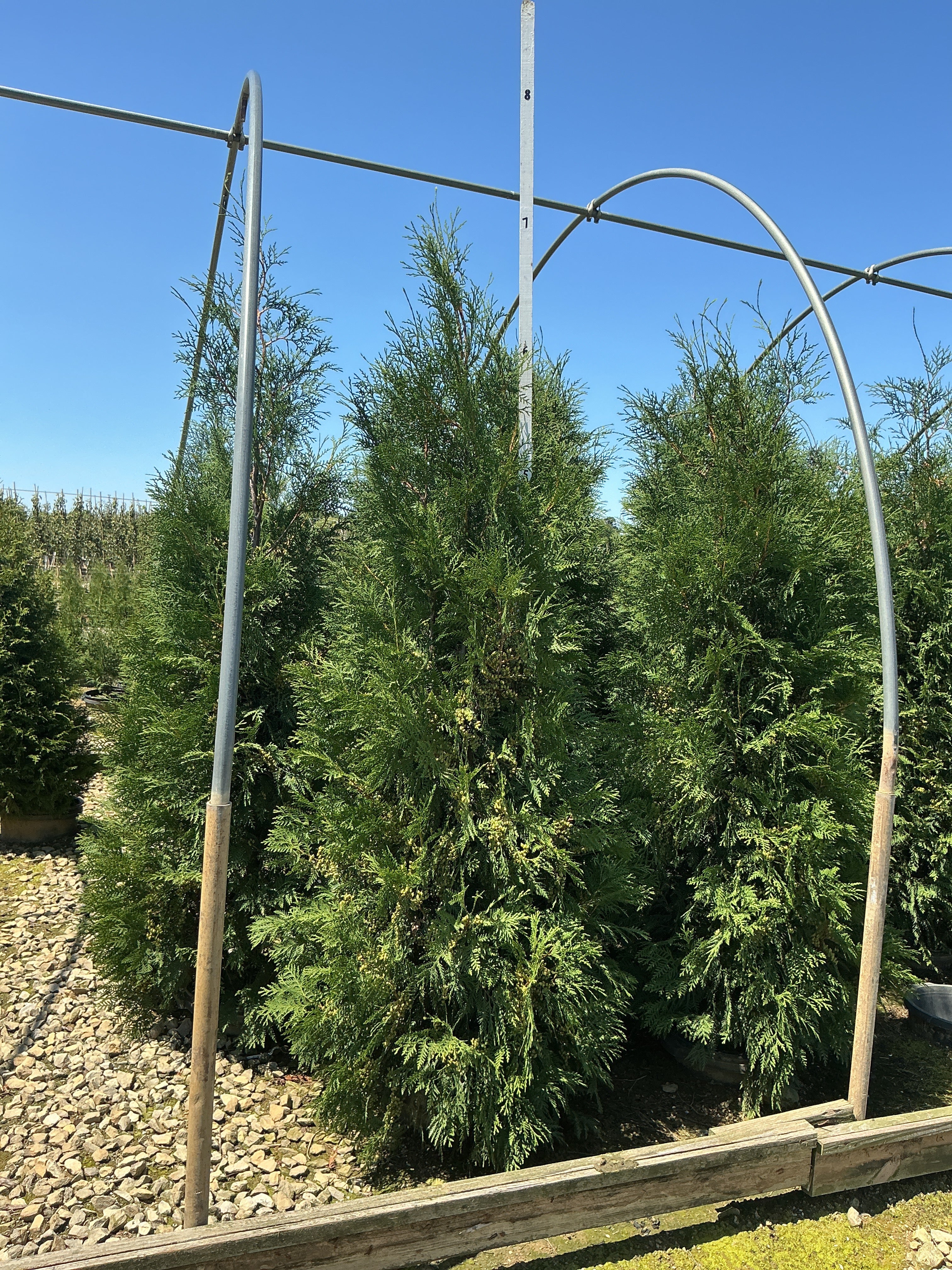 Thuja occidentalis 'Wintergreen'