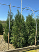 Thuja occidentalis 'Wintergreen'