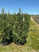 Thuja occidentalis 'American Pillar'