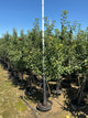 Malus 'Fruit McIntosh'