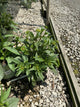 Rudbeckia fulgida var. sullivantii 'Little Goldstar'